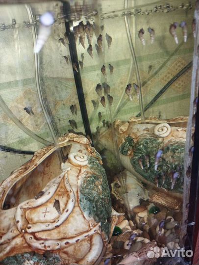 Улитки мелании