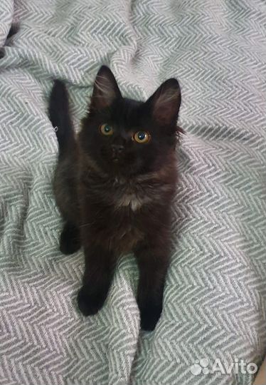 Котята в добрые руки бесплатно