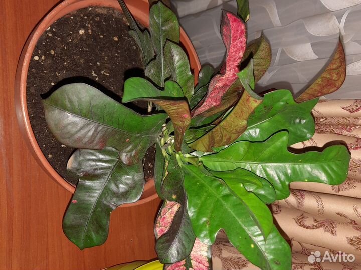 Кротоны