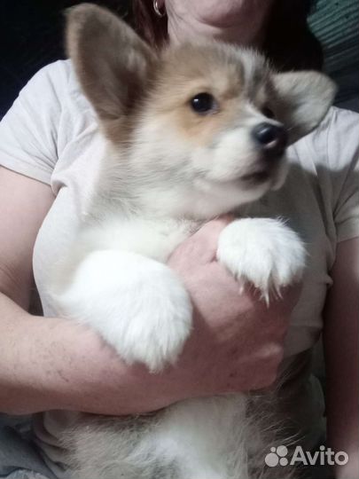 Мальчик вельш-корги пемброк