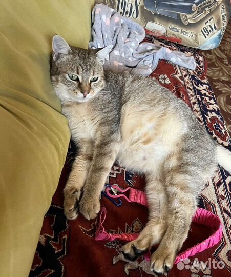 Метис кошки