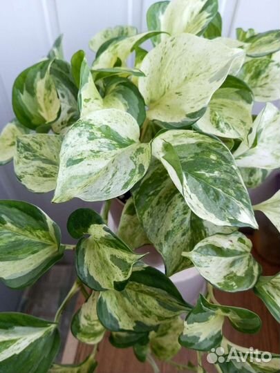 Эпипремнум хэппи лиф