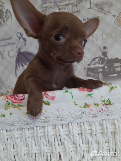 Щенки чихуахуа