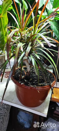 Драцена окаймленная маргината