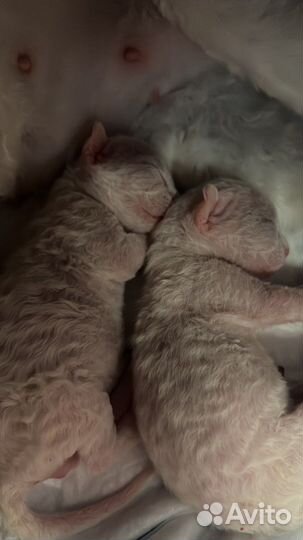 Котенок девон-рекс