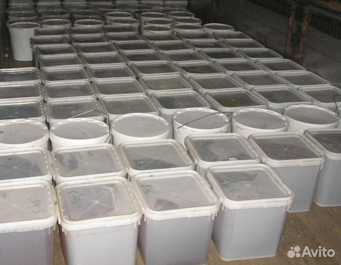 Луговой свежий мед оптом с Алтая