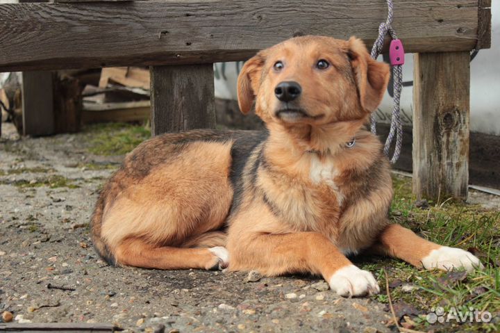 Собака из приюта в добрые руки. Питер