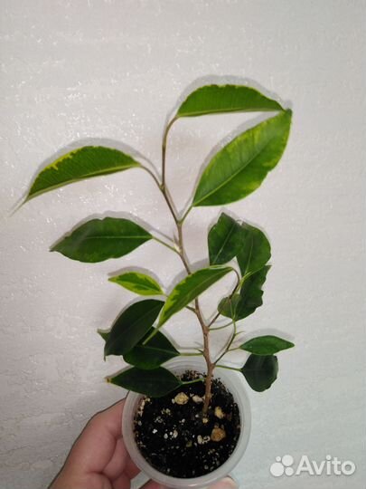 Фикусы сортовые