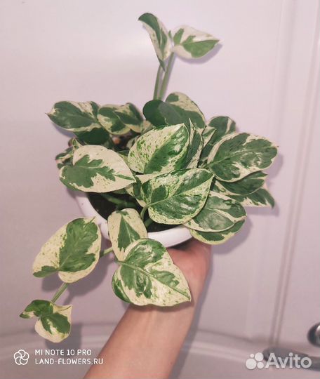 Комнатные растения