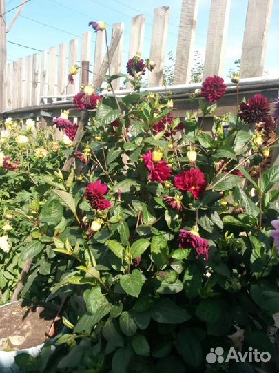 Георгины многолетние