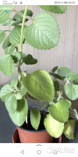 Мята комнатная