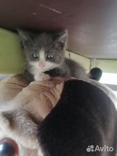 Кошка в дар бесплатно