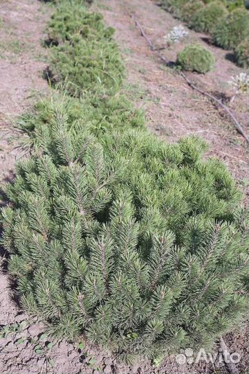 Ель новогодняя оптом и в розницу