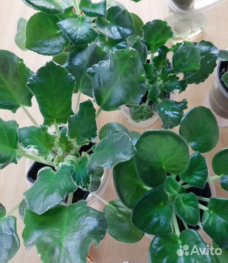 Сортовые фиалки