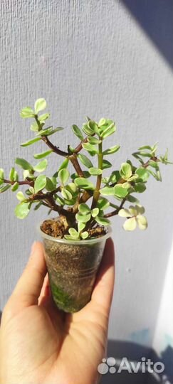 Портулакария афра