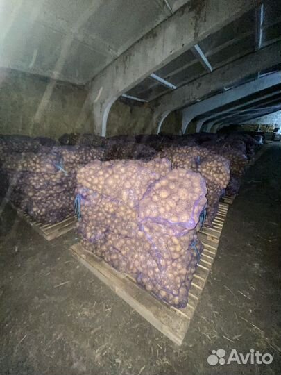 Картофель гала