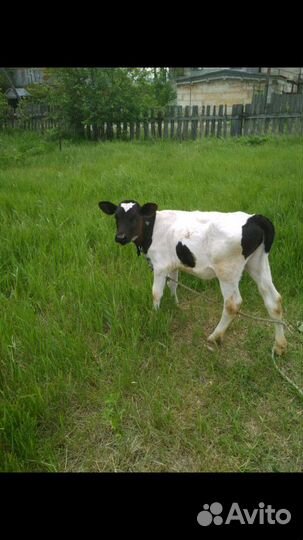 Бычок и телочка