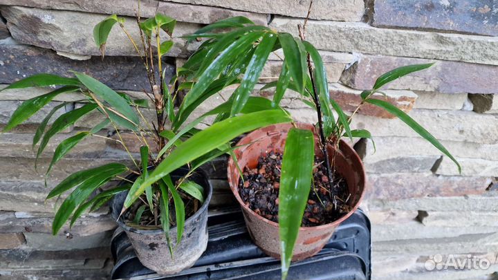 Бамбук черный 2 вида высокий и карликовый