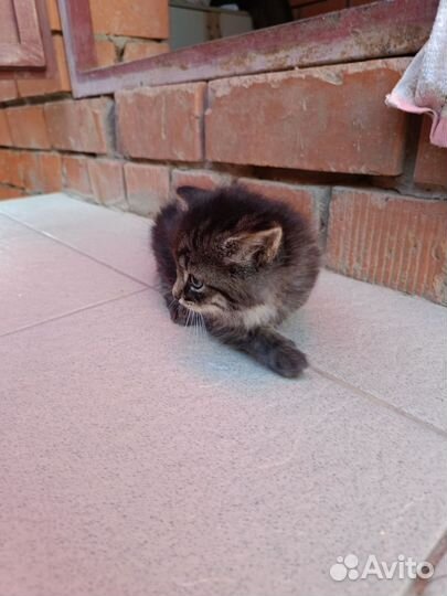 Котята 1,5 мес девочки