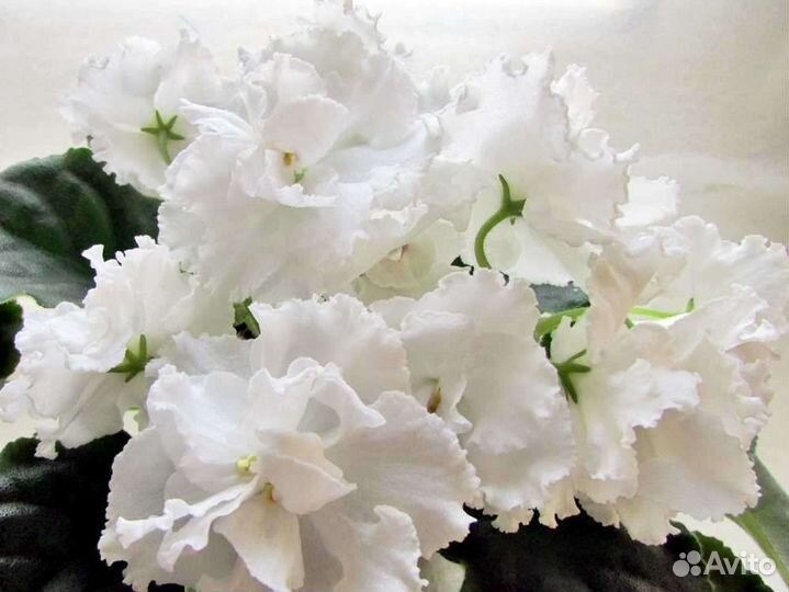 Фиалка взрослая