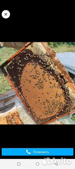 Пчелы вместе с ульями