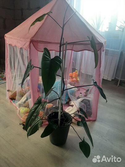 Филодендрон