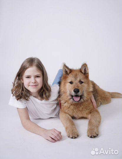 Акита ину метис, щенок