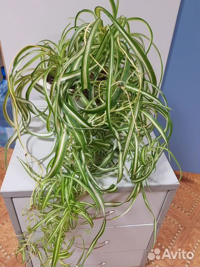 Хлорофитумы