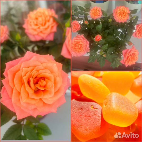 Роза комнатная