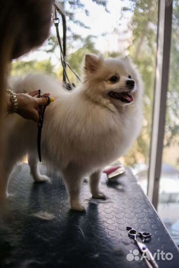 Груминг Стрижка собак и кошек