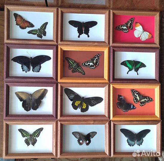 Тропические бабочки