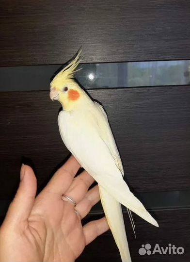 Королевская птица (попугай)