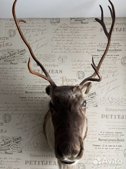 Чучело голова оленя