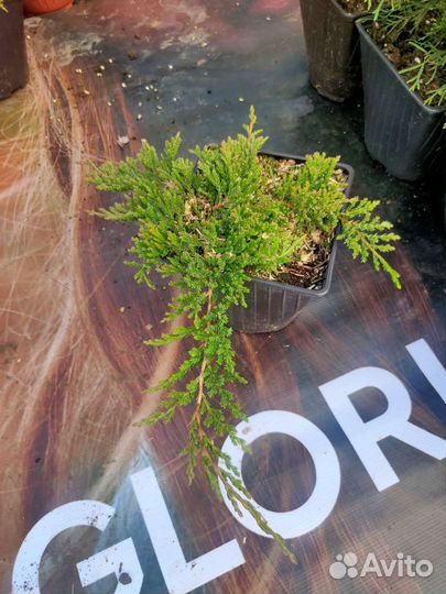 Можжевельник Грин карпет и др