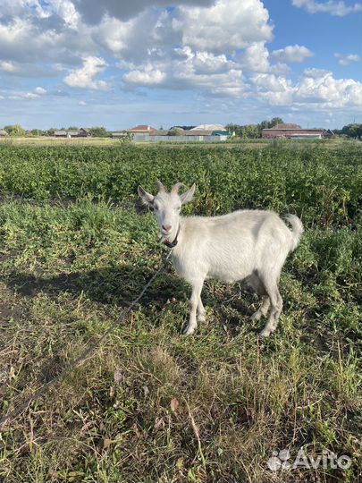 Козы дойные