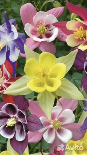 Многолетние Колокольчик скученый Гвоздика