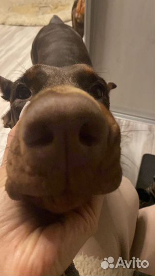 Доберман вязка