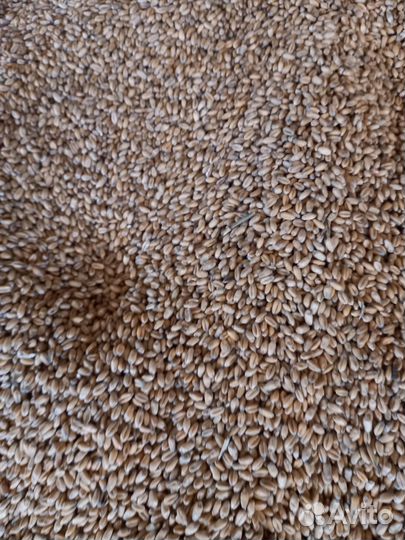 Гречка вторичка