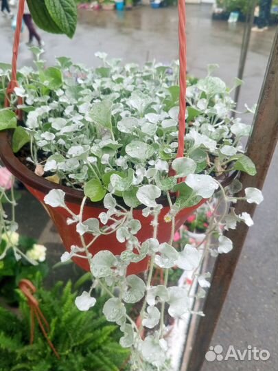 Фуксия, дихондра, бегония, ампельные цветы