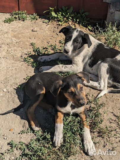 Щенок в добрые руки