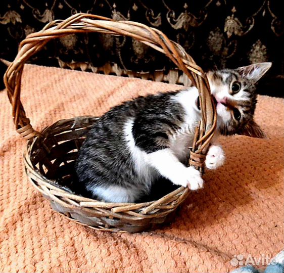 Кошечка 2,5 месяца в добрые руки