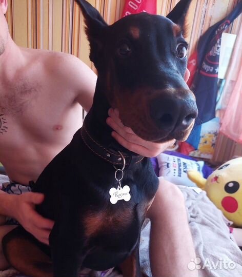 Мини-доберман
