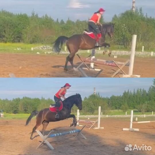 Лошадь в аренду конкур,прогулки