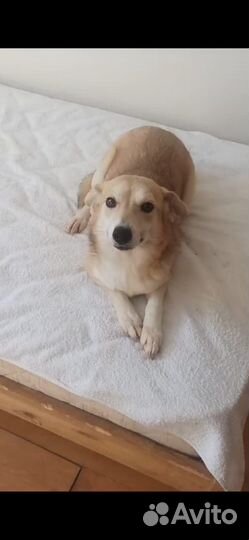 Маленькая собачка