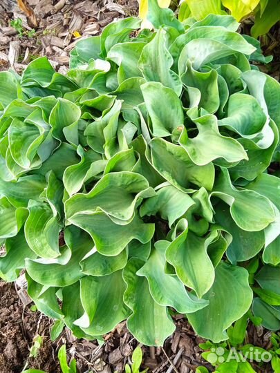 Хоста-мышиная серия и другие малыши