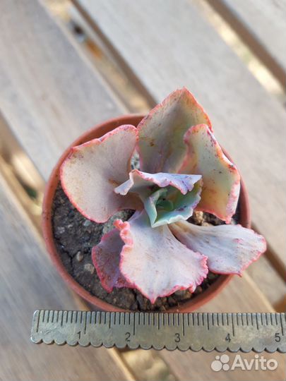 Суккуленты