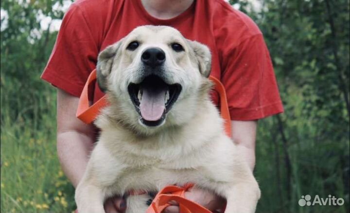 Собака в добрые руки