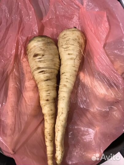 Пастернак свежий