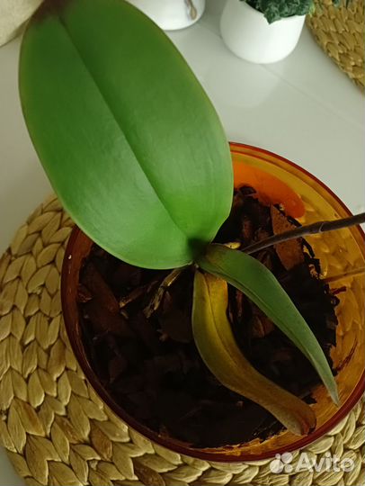 Орхидея фаленопсис