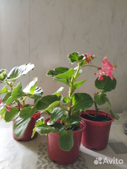 Бегония вечноцветущая